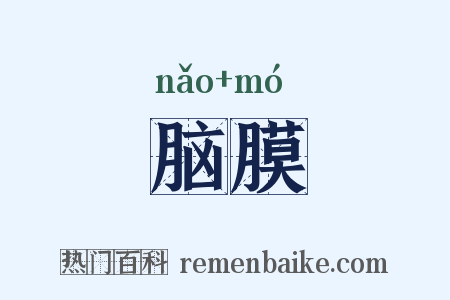 脑膜是什么意思的图片